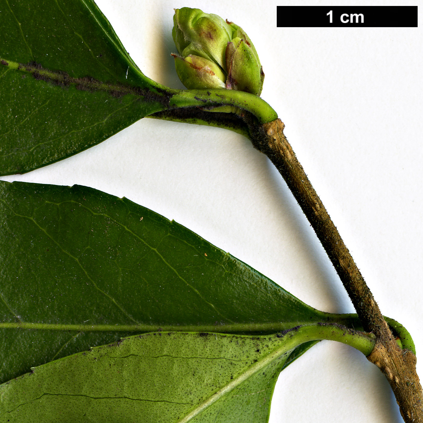 High resolution image: Family: Oleaceae - Genus: Osmanthus - Taxon: delavayi × O.suavis